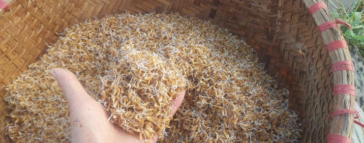 Hướng dẫn kỹ thuật làm đất, ngâm ủ giống và gieo mạ vụ Mùa năm 2026- Ảnh 1.