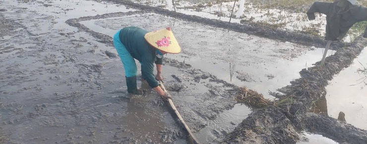 Hướng dẫn kỹ thuật làm đất, ngâm ủ giống và gieo mạ vụ Mùa năm 2026- Ảnh 2.