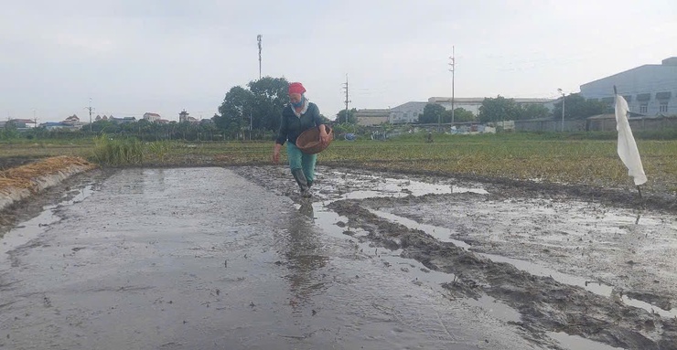 Hướng dẫn kỹ thuật làm đất, ngâm ủ giống và gieo mạ vụ Mùa năm 2026- Ảnh 3.