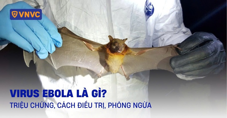 Bệnh Ebola: triệu chứng và cách phòng ngừa hiệu quả- Ảnh 1.