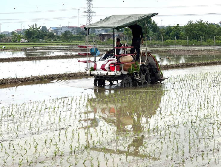 ĐẨY MẠNH CƠ GIỚI HÓA SẢN XUẤT LÚA, HƯỚNG TỚI NHỮNG CÁNH ĐỒNG MẪU LỚN- Ảnh 5.