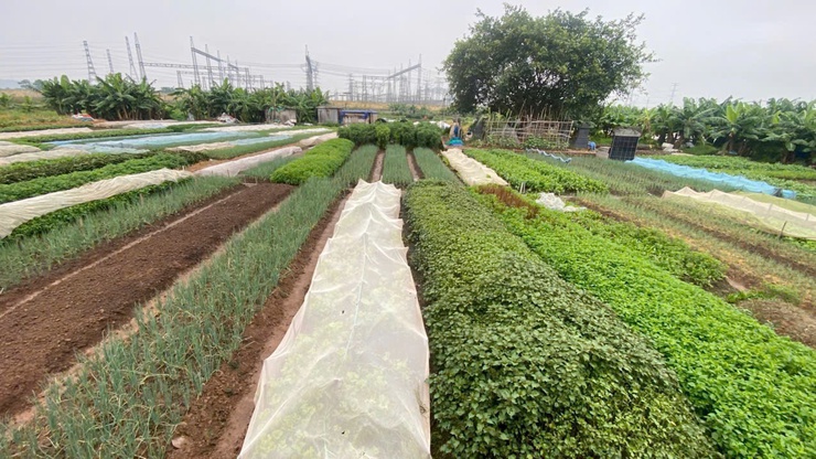 Chủ động chăm sóc cây trồng trong điều kiện nắng nóng, bảo vệ sản xuất vụ Mùa 2026- Ảnh 8.