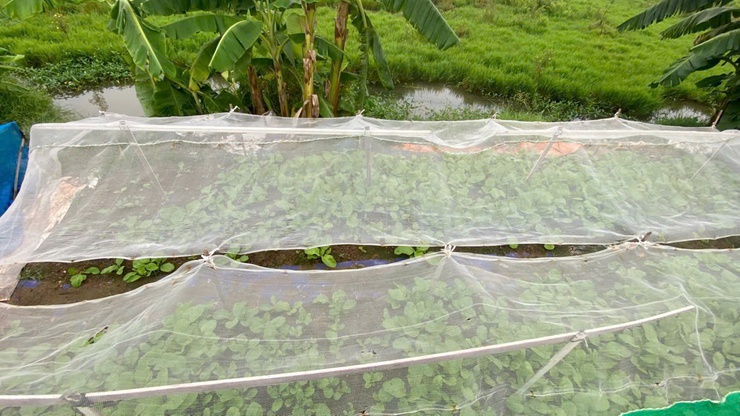 Chủ động chăm sóc cây trồng trong điều kiện nắng nóng, bảo vệ sản xuất vụ Mùa 2026- Ảnh 6.