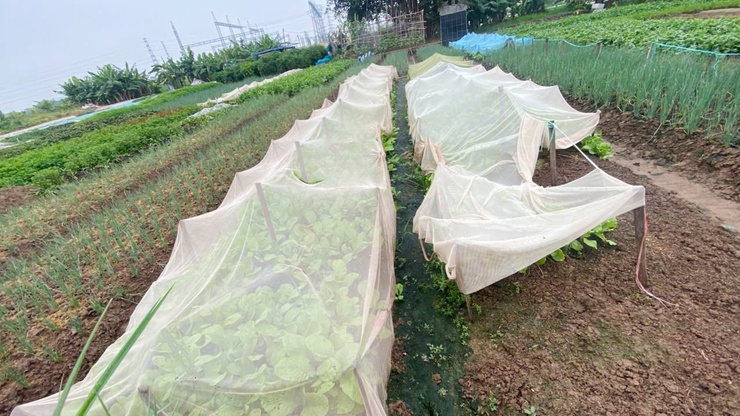 Chủ động chăm sóc cây trồng trong điều kiện nắng nóng, bảo vệ sản xuất vụ Mùa 2026- Ảnh 5.
