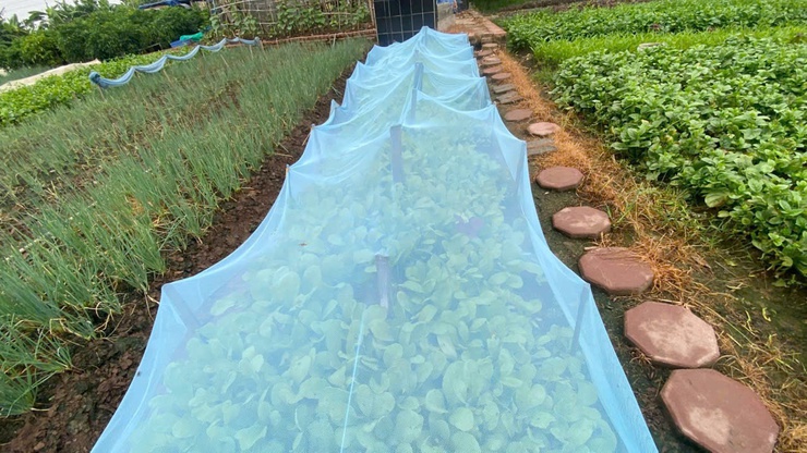 Chủ động chăm sóc cây trồng trong điều kiện nắng nóng, bảo vệ sản xuất vụ Mùa 2026- Ảnh 3.