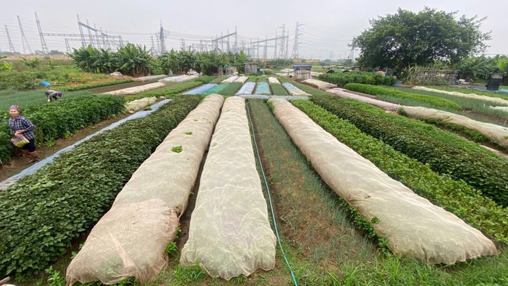 Chủ động chăm sóc cây trồng trong điều kiện nắng nóng, bảo vệ sản xuất vụ Mùa 2026- Ảnh 1.