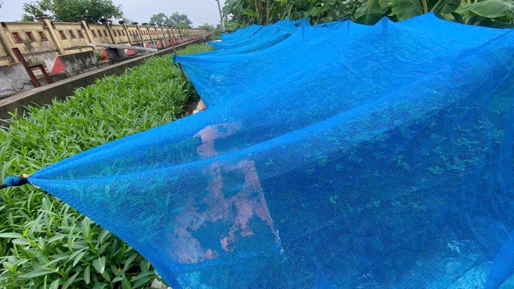Chủ động chăm sóc cây trồng trong điều kiện nắng nóng, bảo vệ sản xuất vụ Mùa 2026- Ảnh 4.