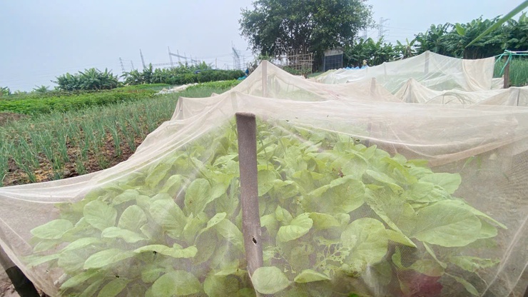 Chủ động chăm sóc cây trồng trong điều kiện nắng nóng, bảo vệ sản xuất vụ Mùa 2026- Ảnh 2.
