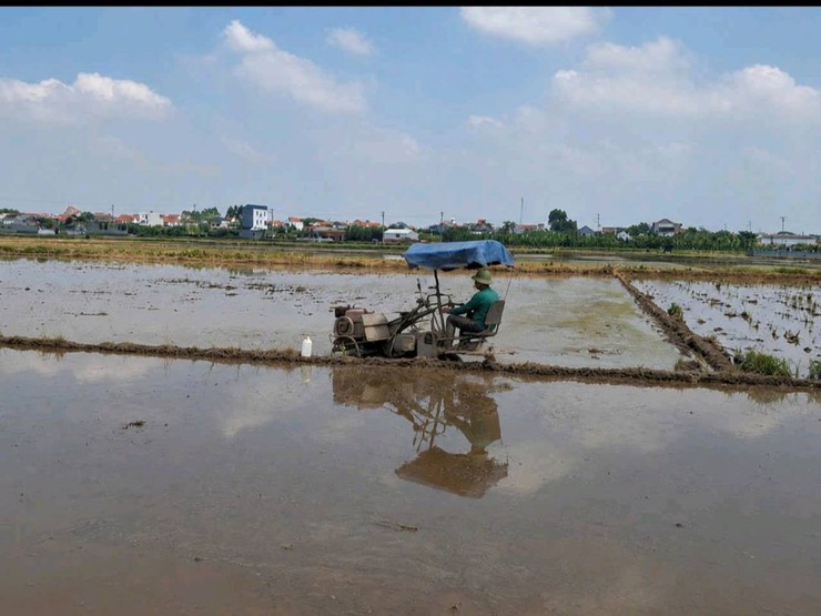 VĨNH THANH HƯỚNG DẪN KỸ THUẬT GIEO CẤY LÚA MÙA VÀ PHÒNG TRỪ DỊCH HẠI ĐẦU VỤ NĂM 2026- Ảnh 1.
