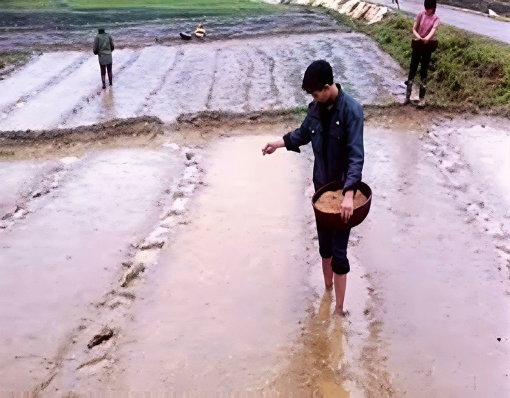 VĨNH THANH HƯỚNG DẪN KỸ THUẬT GIEO CẤY LÚA MÙA VÀ PHÒNG TRỪ DỊCH HẠI ĐẦU VỤ NĂM 2026- Ảnh 3.
