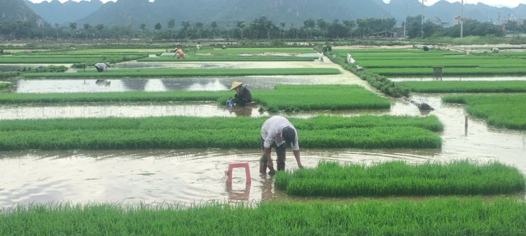 Xã Hồng Sơn phát huy trách nhiệm trong sản xuất nông nghiệp, quyết tâm hoàn thành kế hoạch vụ Mùa 2026- Ảnh 2.