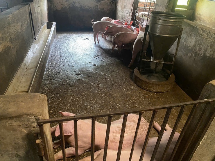 Quang Minh chủ động bảo vệ đàn vật nuôi bằng giải pháp vệ sinh, khử trùng, tiêu độc và phun diệt ruồi năm 2026- Ảnh 2.