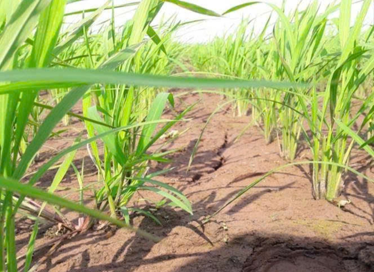 ỨNG DỤNG THÂM CANH LÚA CẢI TIẾN SRI: GIẢM CHI PHÍ - TĂNG NĂNG SUẤT - THÂN THIỆN VỚI MÔI TRƯỜNG- Ảnh 3.