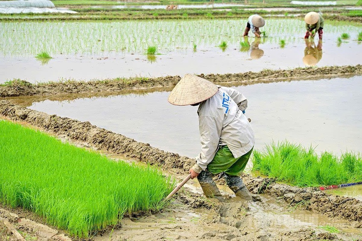 ỨNG DỤNG THÂM CANH LÚA CẢI TIẾN SRI: GIẢM CHI PHÍ - TĂNG NĂNG SUẤT - THÂN THIỆN VỚI MÔI TRƯỜNG- Ảnh 1.