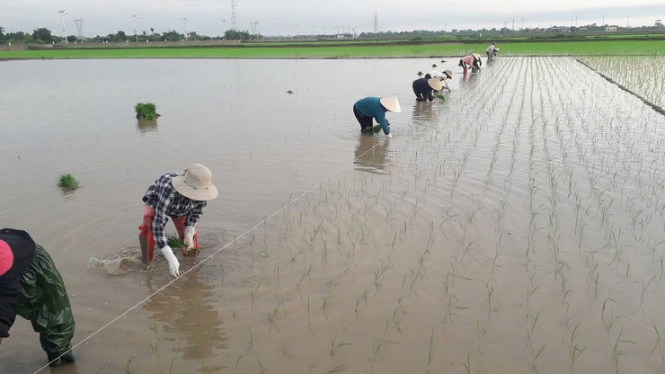 ỨNG DỤNG THÂM CANH LÚA CẢI TIẾN SRI: GIẢM CHI PHÍ - TĂNG NĂNG SUẤT - THÂN THIỆN VỚI MÔI TRƯỜNG- Ảnh 2.