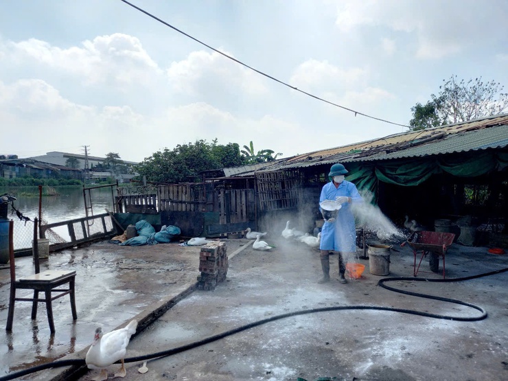 Bát Tràng triển khai phun diệt ruồi, tăng cường bảo vệ đàn vật nuôi- Ảnh 7.
