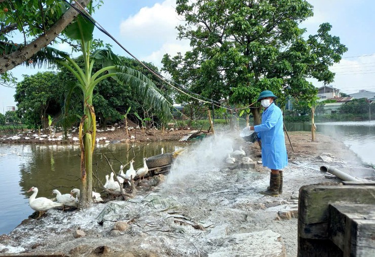 Bát Tràng triển khai phun diệt ruồi, tăng cường bảo vệ đàn vật nuôi- Ảnh 2.