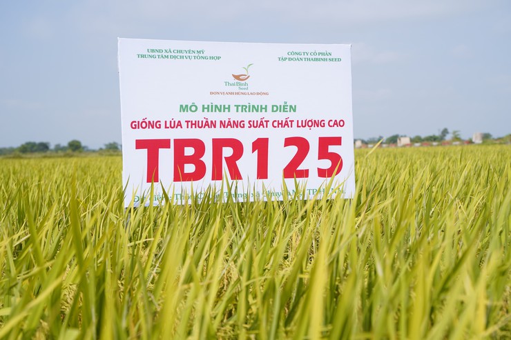 Hội thảo đầu bờ đánh giá mô hình sản xuất các giống lúa mới TBR 125, Đông A2- Ảnh 2.