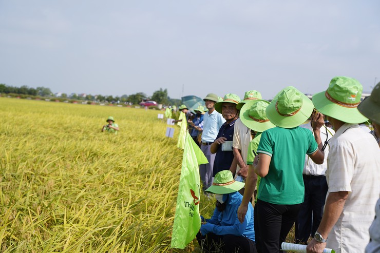 Hội thảo đầu bờ đánh giá mô hình sản xuất các giống lúa mới TBR 125, Đông A2- Ảnh 1.