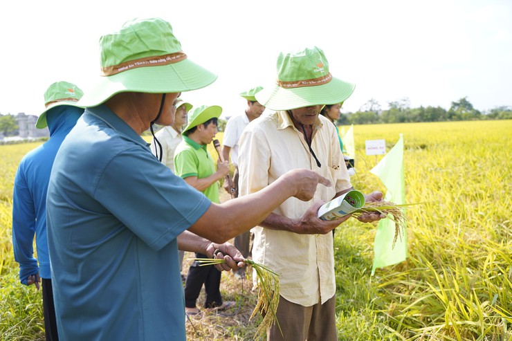 Hội thảo đầu bờ đánh giá mô hình sản xuất các giống lúa mới TBR 125, Đông A2- Ảnh 4.