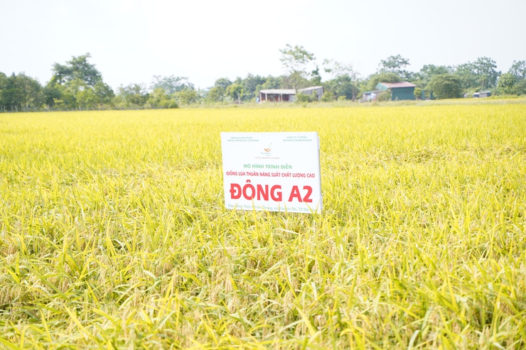 Hội thảo đầu bờ đánh giá mô hình sản xuất các giống lúa mới TBR 125, Đông A2- Ảnh 3.