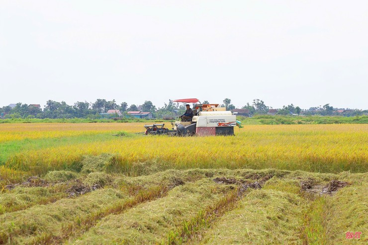 Nhân dân xã Hòa Phú đẩy nhanh tiến độ thu hoạch lúa vụ Xuân và triển khai sản xuất vụ Mùa năm 2026- Ảnh 1.