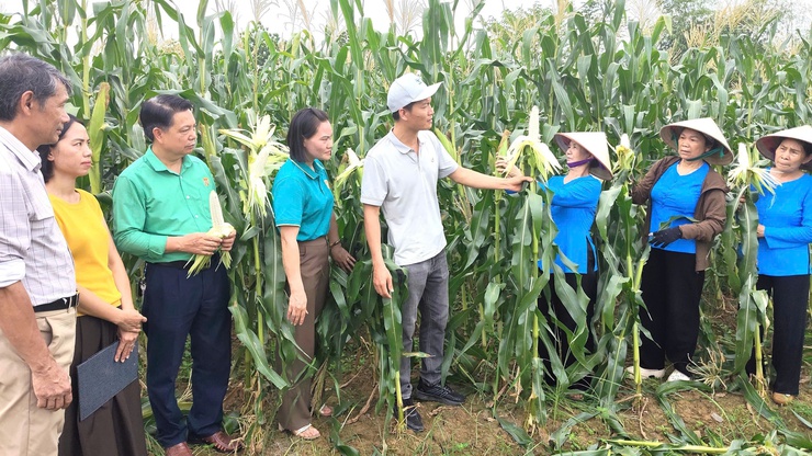 Hội Nông dân xã Đoài Phương tổ chức Hội thảo đầu bờ mô hình trồng ngô nếp, ngô đường năm 2026 

- Ảnh 1.