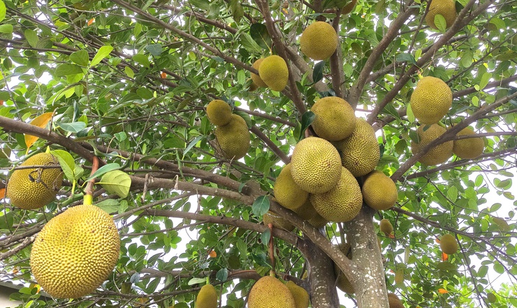 Mít Đoài Phương – hương vị ngọt lành miền quê xứ Đoài- Ảnh 2.