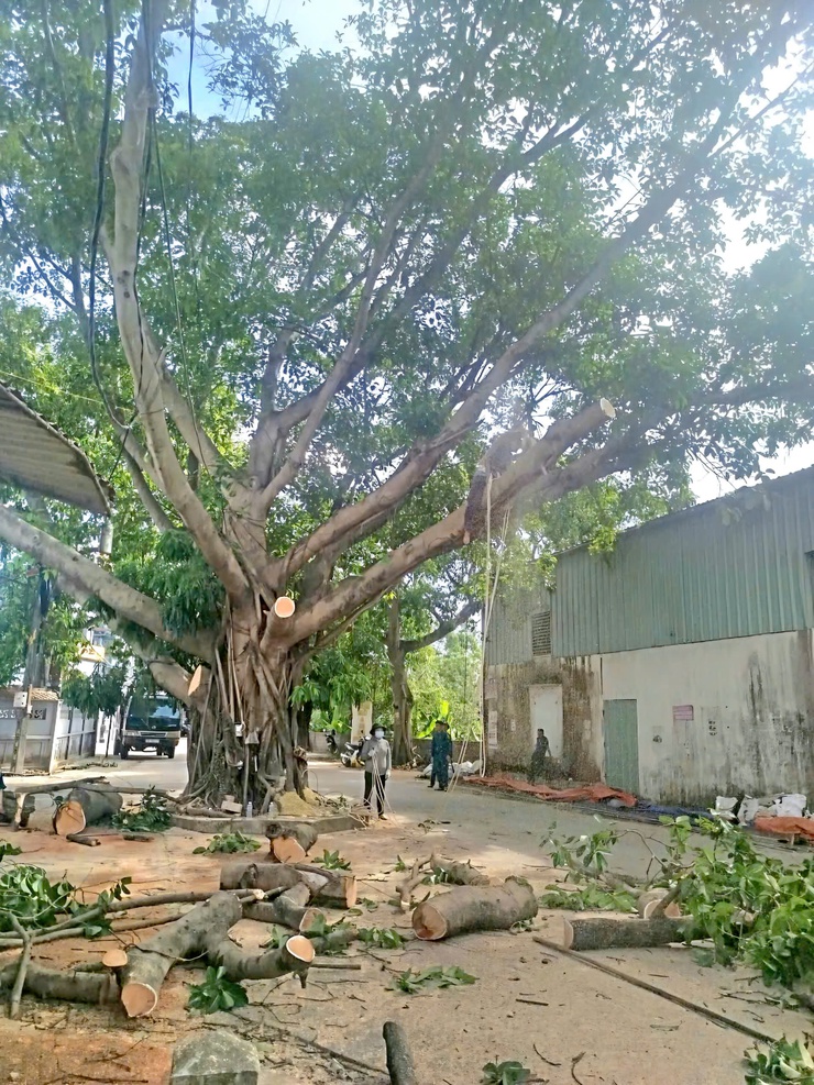 Ban Chỉ huy Quân sự xã Phú Nghĩa phối hợp tổ chức cắt tỉa cây xanh, bảo đảm an toàn trong mùa mưa bão- Ảnh 1.