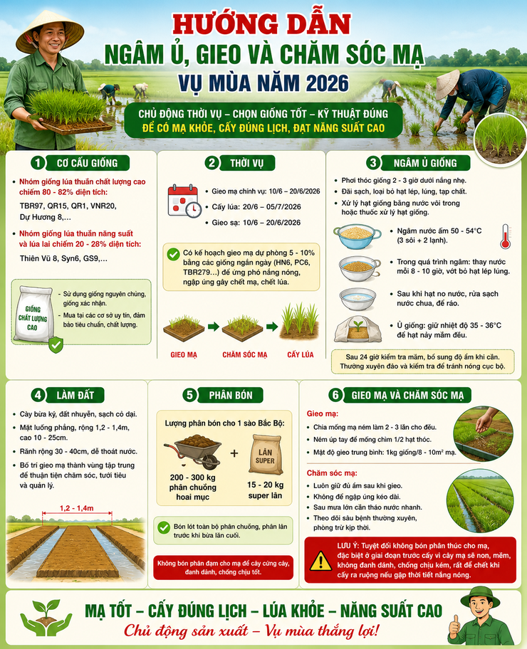 Hướng dẫn ngâm ủ, gieo và chăm sóc mạ vụ Mùa năm 2026- Ảnh 1.