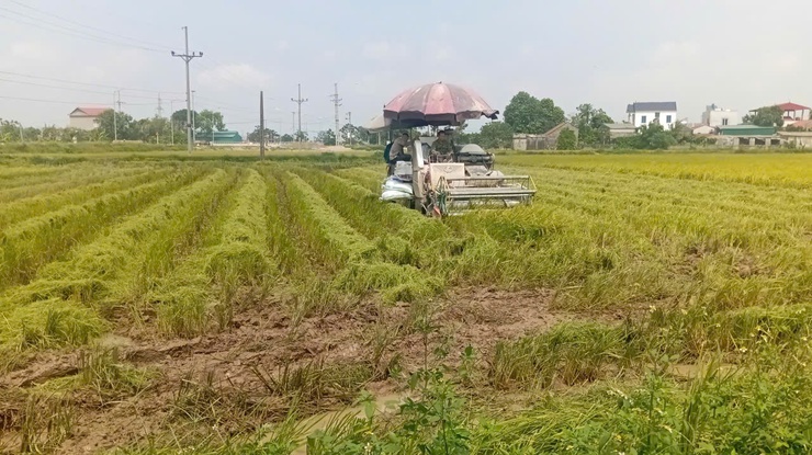 Chung tay hạn chế tình trạng bỏ ruộng, duy trì sản xuất lúa vụ mùa 2026- Ảnh 1.