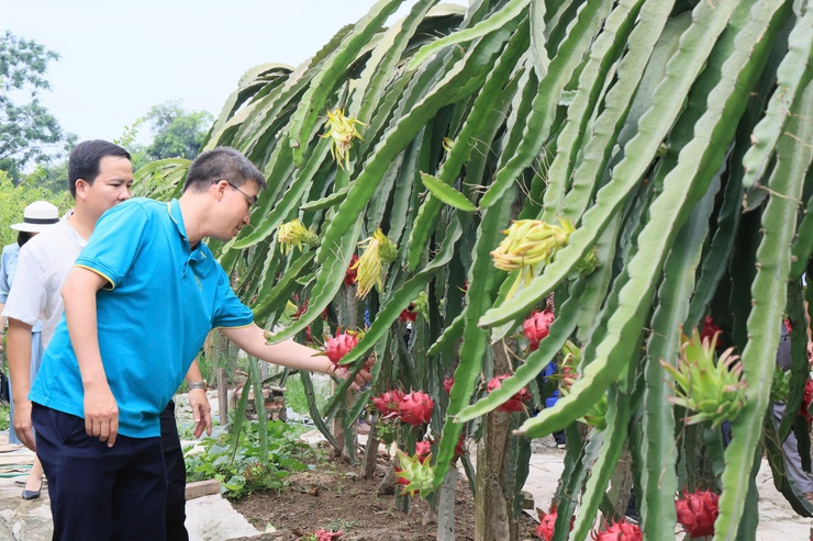 HỘI NÔNG DÂN THÀNH PHỐ HÀ NỘI TỔ CHỨC THĂM QUAN, HỌC TẬP MÔ HÌNH KINH TẾ TIÊU BIỂU TẠI XÃ THƯ LÂM- Ảnh 14.