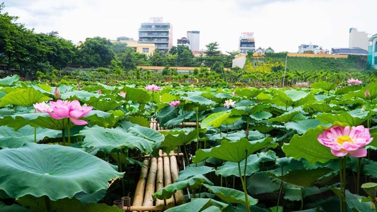Trăm cánh sen hồng- Ảnh 3.