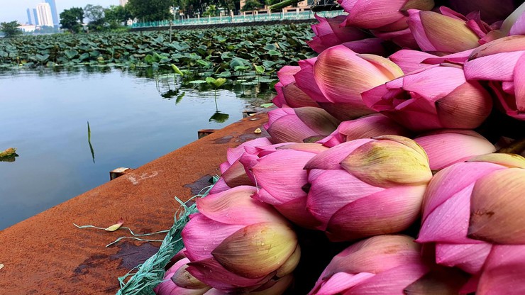 Trăm cánh sen hồng- Ảnh 2.