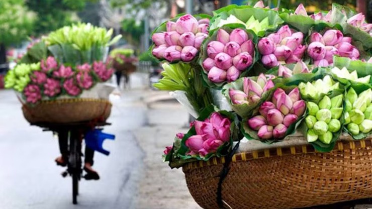 Trăm cánh sen hồng- Ảnh 1.