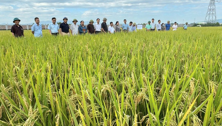 Hợp tác xã Phú Nghĩa “tiếp sức” cho nông dân trong sản xuất nông nghiệp- Ảnh 1.