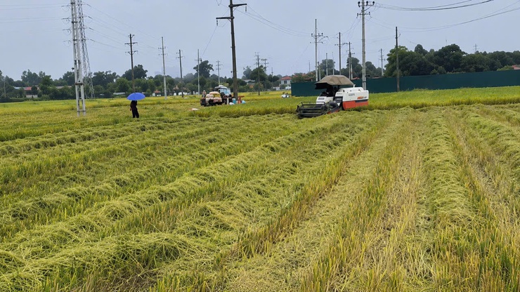 Xã Vĩnh Thanh chủ động thu hoạch vụ Xuân, sẵn sàng sản xuất vụ Mùa năm 2026- Ảnh 1.
