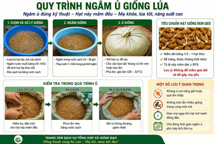 HƯỚNG DẪN KỸ THUẬT NGÂM Ủ GIỐNG LÚA VỤ MÙA NĂM 2026- Ảnh 1.