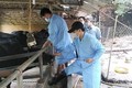 Hà Nội ủy quyền cho Giám đốc Sở Nông nghiệp và Môi trường giải quyết 28 thủ tục hành chính lĩnh vực Chăn nuôi, Thủy sản và Thú y
