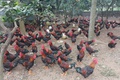 Hiệu quả từ nguồn vốn vay Ngân hàng chính sách xã hội do Đoàn Thanh niên quản lý