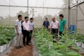 Ông Nguyễn Hữu Hồng: Làm giàu nhờ trồng dưa lưới công nghệ cao trong nhà màng kính.