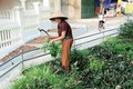 Cụ bà 83 tuổi trên 10 năm tình nguyện quét rác miễn phí; Chăm sóc vườn hoa làm đẹp xóm làng