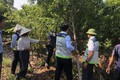 HƯỚNG DẪN PHỤC HỒI VƯỜN CÂY ĂN QUẢ SAU MƯA BÃO