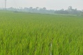 Thông báo Bệnh đốm sọc vi khuẩn và hướng dẫn biện pháp phòng trừ ở giai đoạn lúa đẻ nhánh.
