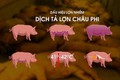 Phòng chống bệnh dịch tả lợn Châu Phi: Triệu chứng và các biện pháp phòng chống dịch bệnh