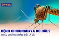 BỘ Y TẾ KHUYẾN CÁO CÁC BIỆN PHÁP PHÒNG, CHỐNG DỊCH BỆNH CHIKUNGUNYA