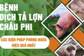 BÀI TUYÊN TRUYỀN PHÒNG, CHỐNG BỆNH DỊCH TẢ LỢN CHÂU PHI