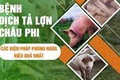 Phường Long Biên: Tăng cường biện pháp phòng, chống dịch tả lợn Châu Phi