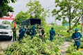 UBND xã Hoài Đức chỉ đạo rà soát, tổ chức cắt tỉa cây xanh phòng chống thiên tai, mưa bão trên địa bàn xã năm 2025