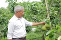 “Lão nông chi điền” biến vùng đất hoang thành vựa bưởi Diễn hữu cơ cho hiệu quả kinh tế cao